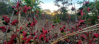 Image result for Ochna richardsiae