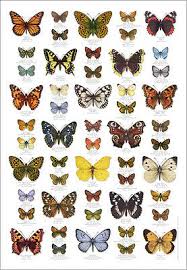 British Butterflies Butterfly Identification Poster 7 95