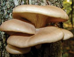 It can improve the skin & coat as well as help digestion. Oyster Mushroom Mdc Discover Nature