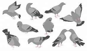 We can help you to care for the bird you've rescued and. Flying White Pigeon Images Free Vectors Stock Photos Psd
