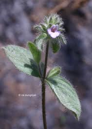 Image result for Nelsonia