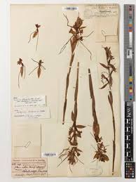 Image result for Satyrium buchananii