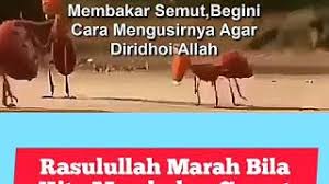 Dalam khazanah keilmuan terdapat beberapa kitab yang mengurai tata cara berhubungan dalam islam. Cara Mengusir Semut Menurut Islam Dapat Dari Teman Youtube