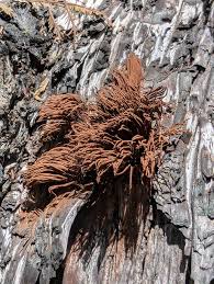 Image result for Stemonitis splendens