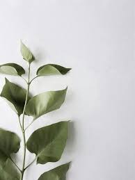 You can also upload and share your favorite aesthetic plants wallpapers. Aesthetic Minimalist Wallpaper Leaves Novocom Top