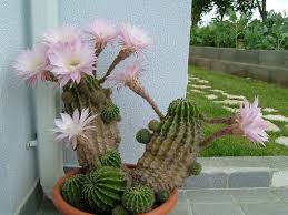 Como mucho sólo una vez en la vida de un cactus, aunque hay alguna variedad que lo hace en primavera. Echinopsis Oxygona Un Cactus De Floracion Espectacular