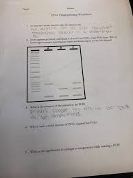 A dna ladder made up of fragments of dna of known lengths, which serve as size center and right: Solved Name Section Dna Fingerprinting Worksheet 1 In Chegg Com