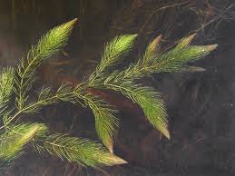 Image result for Ceratophyllum demersum