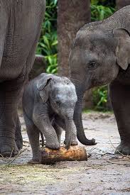 I Love Elephant Because They Are Such Giant Animal So Loving Family Oriented Such Good Memory They Can Teach Us Animals Baby Animals Cute Baby Animals