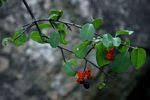 Image result for Ochna glauca