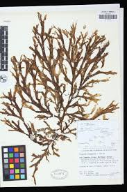 Image result for Dicoma arenaria