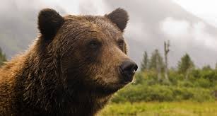 If you're in search of the best polar bear wallpaper, you've come to the right place. Grizzly Bear Wallpapers Hd