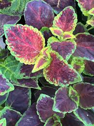 Image result for Coleus rhodesianum