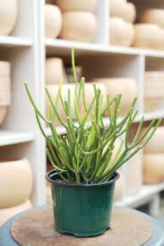 Image result for Euphorbia