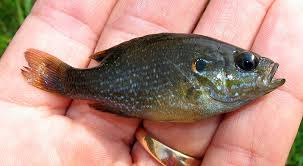 You probably know what a sunfish (also called mola mola) is even if you don't know the name. Green Sunfish Those Other Fish