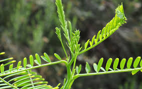 Image result for Sesbania pachycarpa