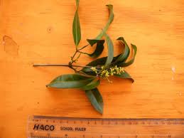 Image result for Vepris