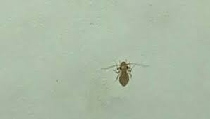 The bed and bedroom are where typically 100,000 to 10 million mites reside. Small Bugs On Bedroom Walls Bugguide Net