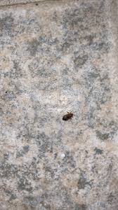 Pest control new style is the sum of traditional expertise and modern technology. Acorn Pest Control Llc Home Facebook