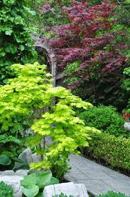 Much Of What I Know About Japanese Maples Comes From Simple Observation They Are Relatively Slow Growing The Litt Japanese Garden Shade Garden Garden Design