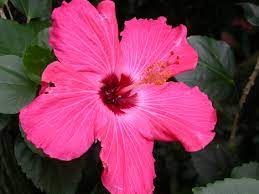 Check spelling or type a new query. Flowers Blooming In August Orchid Flowers