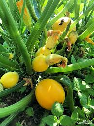 Winter squash are slow growing, and are harvested in the late summer through the fall. Round Zucchini A Growing Guide From Seed To Harvest