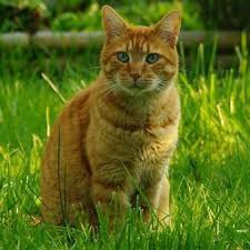 Gale du chat traitement naturel. Traitements Naturels Contre La Gale Du Chat