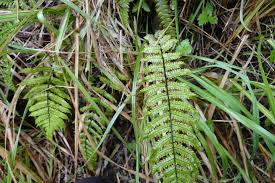 Image result for Pneumatopteris