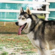 He will get lots of outside entertainment time and will get to socialize with other dogs. Husky Dog Breeder In Melbourne Victoria Husky S R Us