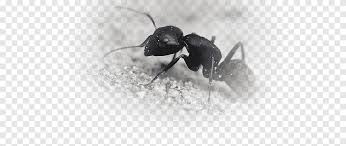 Mira las hormigas en la cocina y presta atención a sus características. Hormiga Negra Jardin Insecto Hormiga Carpintera Negra Hormiga De Fuego Insecto Cocina Comida Png Pngegg