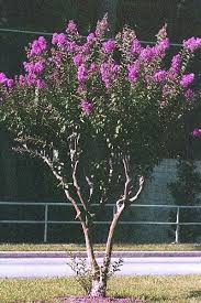 How To Guide For Pruning Crape Myrtles Crape Myrtle Myrtle Tree Trees To Plant