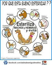 Perrousuario Wof On Twitter Pet Hacks Dog Crafts Dog Cat