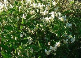 Image result for Clematis brachiata