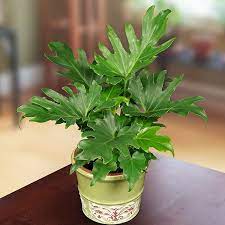 5 out of 5 stars. Philodendron Little Hope Ppaf Philodendron Hybrid