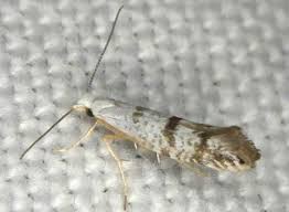 Image result for argyresthia thuiella thuja symptoms