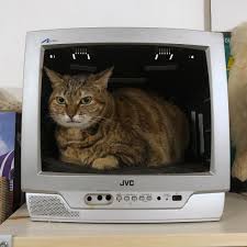 Watch The Best Youtube Videos Online It S Show Time Cat Cats Meow Neko Kitty Gato Catlover Catlovers Catst With Images Youtube Videos I Love Cats Video Online