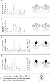 Image result for Flabellariopsis acuminata