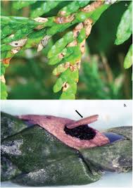 Image result for didymascella thujina