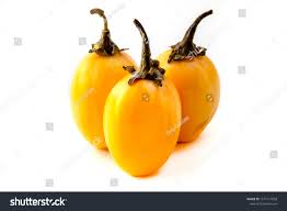 Image result for Solanum macrocarpon