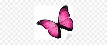 All jpeg on white background, all png on transparent background, rgb. Pink Butterfly Flying Isolated On White Background Butterflies And Moths Free Transparent Png Clipart Images Download