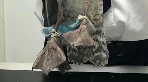 Scroll to see more images. Coronavirus Gull Caught In Ppe Face Mask In Chelmsford Bbc News