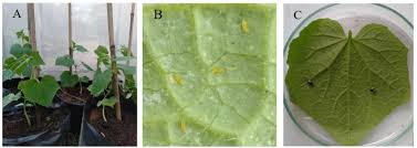 Image result for thrips damage on cucumber