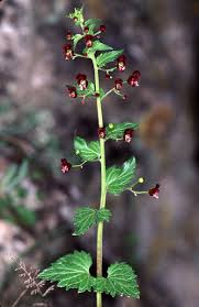 Image result for Scrophulariaceae