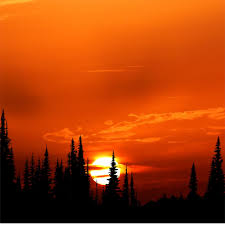Amazing collection of best forest hd background wallpaper images for desktop, laptop, mobile phone, tablet and other devices. Sunset Orange Forest 4k Ipad Air Wallpapers Free Download
