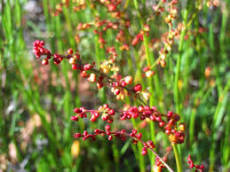 Image result for Rumex acetosella