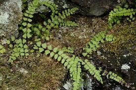Image result for Asplenium tenuicaudatum