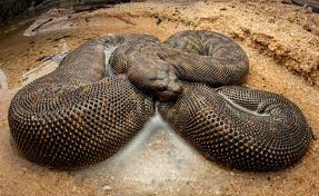 Seeing this awesome and massive File snake with legends  @research.explore.herp and @jiri_herout_photography while heading up Cape  York a few years back, was an unreal surprise, and a great start to a great