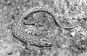Black And White Striped Lizard Arizona Arizona Night Lizard Xantusia Arizonae With The Color Pattern Most Download Scientific Diagram