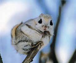Japanese Dwarf Flying Squirrel Flying Squirrel Pet Japanese Dwarf Flying Squirrel Japanese Flying Squirrel
