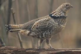 It was officially adopted on june 22, 1931 by state legislature. Pennsylvania On Twitter Special Nationalbirdday Shoutout To Pennsylvania S State Bird The Ruffed Grouse